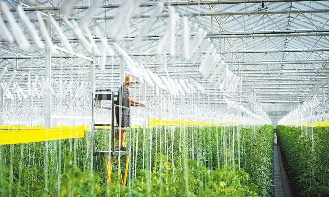 加強規?；N植基地建設與農業生產托管服務，助力蔬菜產業穩定發展