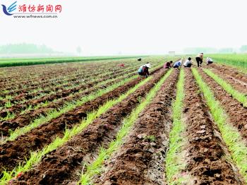 農業生產托管服務 賦能現代農業，繪就鄉村振興新圖景